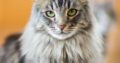 ΚΛΟΠΗ- ΑΠΩΛΕΙΑ: Γάτα- Μοναστηράκι Έχασα την γάτα μου στον Αγιόκαμπο Λάρισας στις 11-13 Ιουλίου, ασπρογκριζα γάτα 1,5 – 2 χρόνων. Χάθηκε κοντά σε μια κίτρινη γέφυρα η ανάμεσα από δυο beach bar ( Marbella