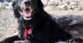 Χάθηκε μαύρος σκύλος θηλυκός Άτμα Άνδρος Σκύλος- Άνδρος