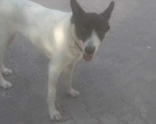Χάθηκε η σκυλίτσα Στέλλα Αχαρνές Σκύλος- Αχαρνές