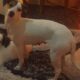 Χαθηκε σκύλος λευκός Αριανα Περιστέρι. Σκύλος- Περιστέρι
