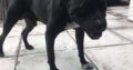 Βρέθηκε σκύλος στην Εγνατία, λέσχη ΑΠΘ, Σκύλος- Θεσσαλονίκη