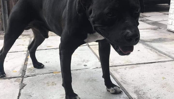 Βρέθηκε σκύλος στην Εγνατία, λέσχη ΑΠΘ, Σκύλος- Θεσσαλονίκη