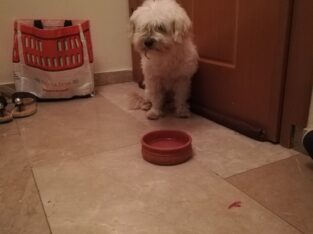 Βρέθηκε σκύλος στα ΚΤΕΛ Θεσσαλονίκης Ζώα-Κατοικίδια- Θεσσαλονίκη