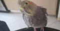 Χάθηκε παπαγάλος Χανιά λέγεται Τίκα Πτηνό – Διάφορα Ζώα- Χανιά