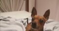 ΔΊΝΕΤΑΙ ΑΜΟΙΒΉ Χάθηκε σκυλος Ακτή Ελιά Χαλκιδικής, ΧΑΘΗΚΕ ΚΑΤΟΙΚΙΔΙΟ- Χαλκιδική
