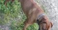 Χαρίζεται σκυλος Χανια εμβολιασμένος τσιπάκι Κατοικίδια-Ζώα- Κατοικίδια-Ζώα- Κολυμπάρι