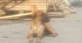 Βρέθηκε σκυλάκι στον Γαλατά Χανίων Κατοικίδια-Ζώα- Γαλατάς