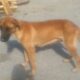Βρέθηκε σκυλάκι στον Γαλατά Χανίων Κατοικίδια-Ζώα- Γαλατάς
