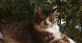 Χάθηκε γάτος μεγαλόσωμος Ανω Γλυφάδα, Πόκο, Κατοικίδιο-Ζώο-Χαθηκε- Γλυφάδα