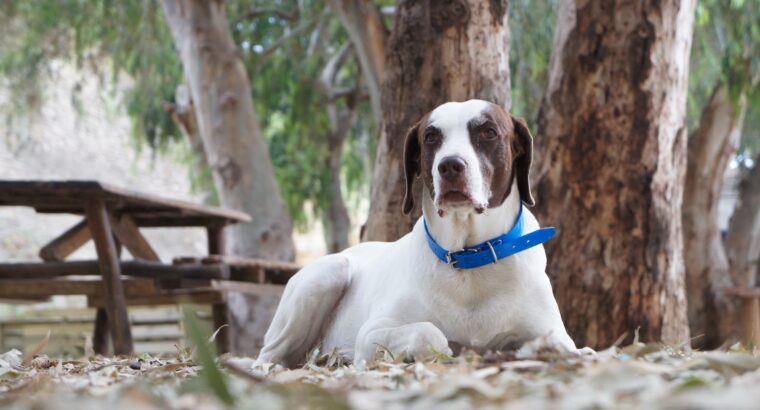 Χάθηκε σκύλος Σίβα περιοχή Γκυζη Κατοικίδιο-Ζώο-Χαθηκε- Αθήνα