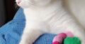 Χαρίζεται Πάρης, γάτα  ,τσιπαρισμένος Αθήνα Κατοικίδια-Ζώα- Αθήνα
