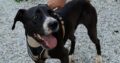 Χαρίζεται σκυλος Χανια εμβολιασμένος τσιπάκι   Κατοικίδια-Ζώα- Χανιά
