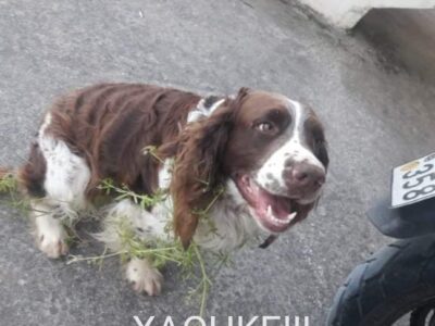 Χάθηκε σκύλος Χανιά Πελεκαπίνα Κατοικίδιο-Ζώο-Χαθηκε- Χανιά