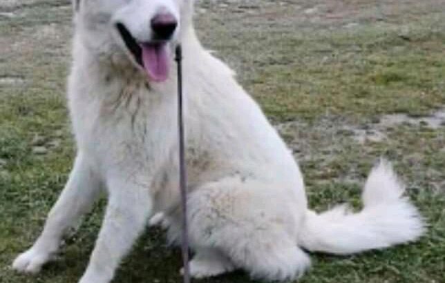 Χάθηκε ο Μπέμπης , σκύλος από Ολυμπιακή Ακτή Κατερίνης Σκύλος- Κατερίνη