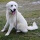 Χάθηκε ο Μπέμπης , σκύλος από Ολυμπιακή Ακτή Κατερίνης Σκύλος- Κατερίνη