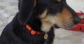 ΧΑΘΗΚΕ ΣΚΥΛΟΣ – Άγιος Παύλος Χαλκιδικής Σκύλος- Άγιος Παύλος Χαλκιδικής