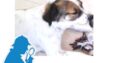 Χάθηκε μικσροσωμο σκυλί 8/10/20 στην περιοχή Αμπελοκήπους με Ψυχικό, ακούει στο όνομα Ρεξ, αρσενικό μικρόσωμο 10 κιλά Σκύλος- Ψυχικό