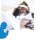 Χάθηκε μικσροσωμο σκυλί 8/10/20 στην περιοχή Αμπελοκήπους με Ψυχικό, ακούει στο όνομα Ρεξ, αρσενικό μικρόσωμο 10 κιλά Σκύλος- Ψυχικό