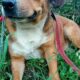 Χάθηκε θηλυκό σκυλάκι περιοχή Αμπελοκήπους Σκύλος-Χολαργό-Ιλίσια-Αθήνα Σκύλος- Αμπελόκηποι
