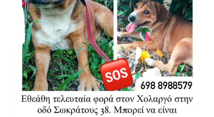 Χάθηκε θηλυκό σκυλάκι περιοχή Αμπελοκήπους Σκύλος-Χολαργό-Ιλίσια-Αθήνα Σκύλος- Αμπελόκηποι