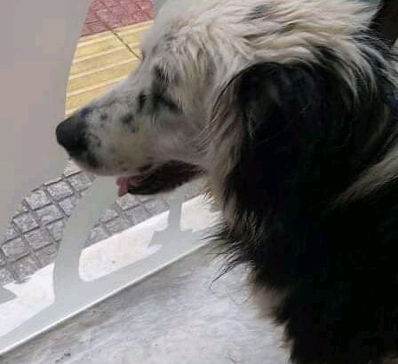 Βρέθηκε σκυλάκος στο Αιγάλεω Σκύλος- Αιγάλεω