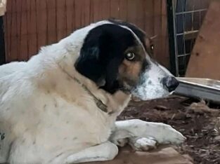 Βρέθηκε σκυλάκος στο Δήμο Διονύσου Σκύλος- Διόνυσος