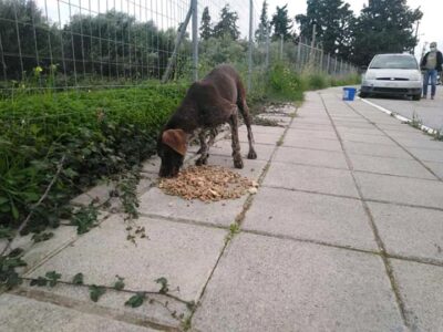 Βρέθηκε Κουλσχαρ σκύλος στα Χανιά Σκύλος- Χανιά