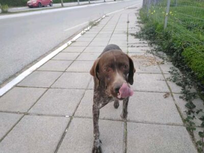 Βρέθηκε Κουλσχαρ σκύλος στα Χανιά Σκύλος- Χανιά