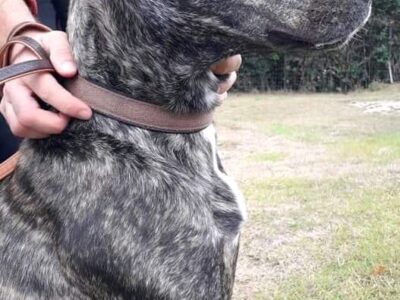 Ένα σπίτι 🏠 για τον κούκλο 🐕! Σκύλος- Θεσσαλονίκη