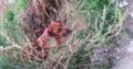 Βρέθηκε σκυλάκι στη Δάφνη Σκύλος- Δάφνη