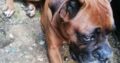 Βρέθηκε σκύλος ΜΠΟΞΕΡ Χανια Σκύλος- Χανιά