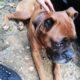 Βρέθηκε σκύλος ΜΠΟΞΕΡ Χανια Σκύλος- Χανιά