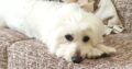 Χάθηκε θηλυκό σκυλάκι περιοχή Τουμπα Σκύλος- Άνω τουμπα