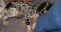 Χαθηκε σκυλιτσα Σκύλος- Νίκαια