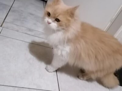 Βρέθηκε αυτή η γατούλα στην Νίκαια. Γάτα- Νίκαια