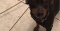 Χάθηκε σκυλάκι στην Χαλκίδα Σκύλος- Χαλκίδα