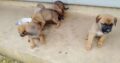Χαρίζονται σκυλάκια Μαστίφ ημίαιμα Χανιά Σκύλος- Χανιά
