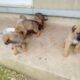 Χαρίζονται σκυλάκια Μαστίφ ημίαιμα Χανιά Σκύλος- Χανιά