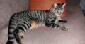 Χάθηκε γάτα ,Αλικαρνασσός Ηρακλείου Γάτα- Νέα Αλικαρνασσός