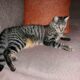 Χάθηκε γάτα ,Αλικαρνασσός Ηρακλείου Γάτα- Νέα Αλικαρνασσός