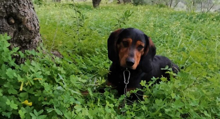 Χάθηκε σκύλος Σκύλος- Γάλιπε Ηράκλειο Κρήτης