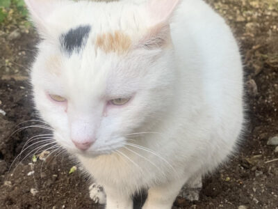 Χάθηκε η γατούλα στο Παγκράτι φορούσε μαύρο λουράκι στο λαιμό. Γάτα- Αθήνα