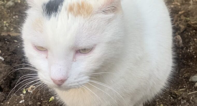 Χάθηκε η γατούλα στο Παγκράτι φορούσε μαύρο λουράκι στο λαιμό Γάτα- Αθήνα