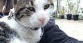 Βρέθηκε γατούλης – ΚΟΡΥΔΑΛΛΟΣ Γάτα- Κορυδαλλός