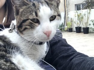 Βρέθηκε γατούλης – ΚΟΡΥΔΑΛΛΟΣ Γάτα- Κορυδαλλός