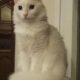 Γάτα Μέι χάθηκε το βράδυ Κυριακής 21/3 Γαζί Ηρακλείου Κρήτης. Γάτα- Ηράκλειο