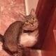 Χάθηκε αυτή η γάτα στην περιοχή πάτημα Χαλανδρίου Μουσών 27 Γάτα- Πάτημα Χαλανδρίου Μουσών 27