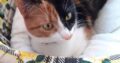 Χαριζεται πανεμορφη γατούλα Γάτα- Γαλάτσι