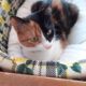 Χαριζεται πανεμορφη γατούλα Γάτα- Γαλάτσι