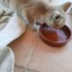 Βρέθηκε γατακι Γάτα- Θεσσαλονίκη